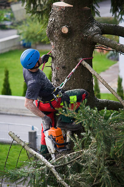 Best Tree Cabling and Bracing  in Huachuca City, AZ