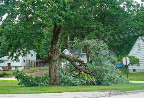 Best Tree Preservation Services  in Huachuca City, AZ