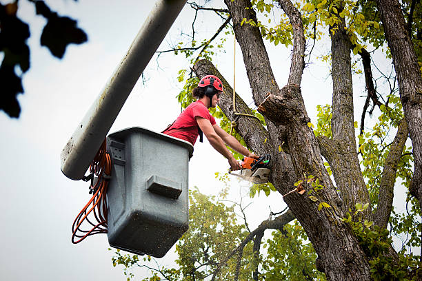 Best Tree Disease Treatment  in Huachuca City, AZ