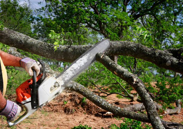 How Our Tree Care Process Works  in  Huachuca City, AZ